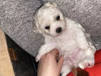 Štěňata Bichon-frisé s PP