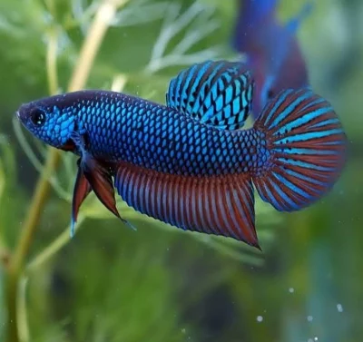 Betta Sticktos
