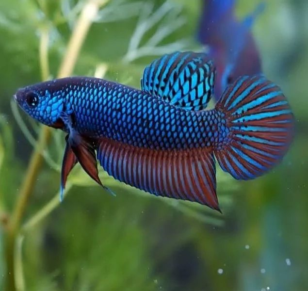 Betta Sticktos