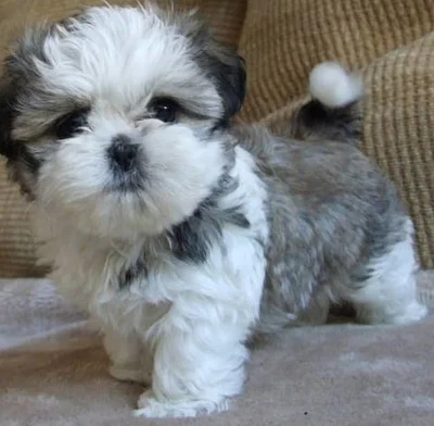 Shi-tzu