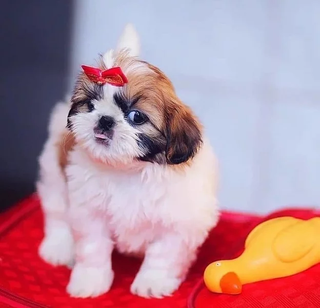 Shi-tzu