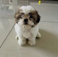 Shi-tzu