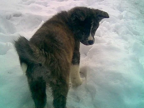 Akita-Inu nádherný pejsek