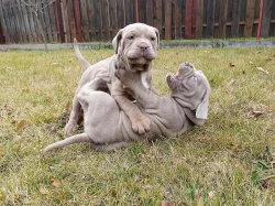 Americký Bandog - odběr ihned