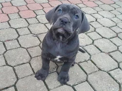 Americký Bandog - odběr ihned