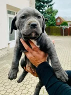 Americký Bandog - odběr ihned
