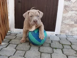 Americký Bandog - odběr ihned