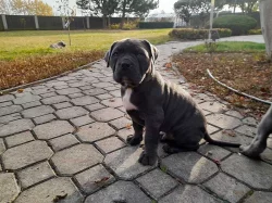 Americký Bandog - odběr ihned