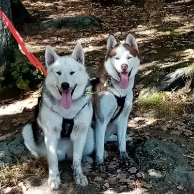 Štěnata sibiřský husky a aljašský malamut