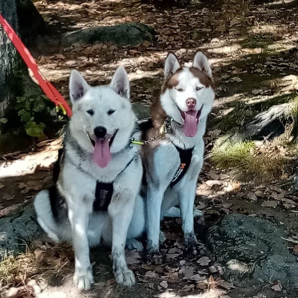 Štěnata sibiřský husky a aljašský malamut