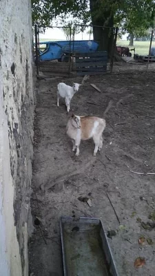 Letošní kozlata