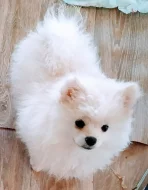 německý špic- pomeranian
