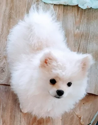 německý špic- pomeranian