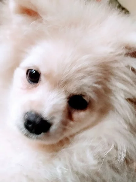 německý špic- pomeranian