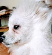 německý špic- pomeranian