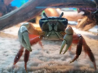 Krabi