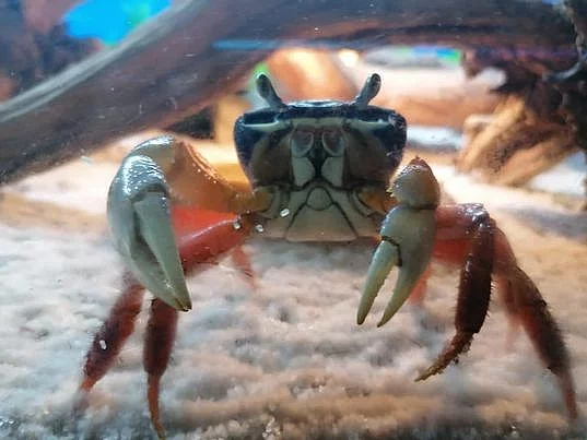 Krabi