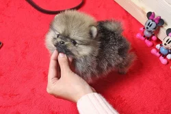 Pomeranian štěňata