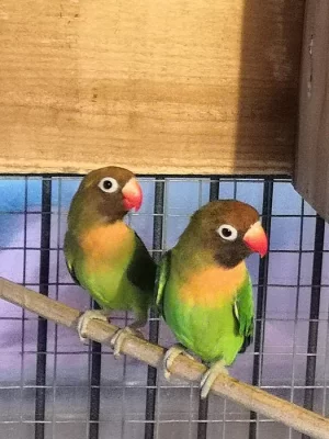Agapornis hnědohlavý