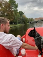 Francouzský buldoček bez PP ke krytí