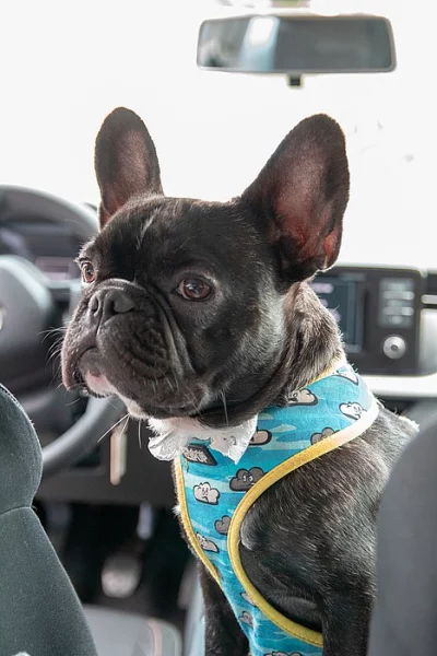 Francouzský buldoček bez PP ke krytí