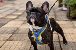 Francouzský buldoček bez PP ke krytí