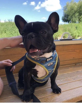 Francouzský buldoček bez PP ke krytí