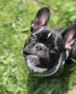 Francouzský buldoček bez PP ke krytí