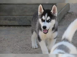 Sibiřský husky s PP