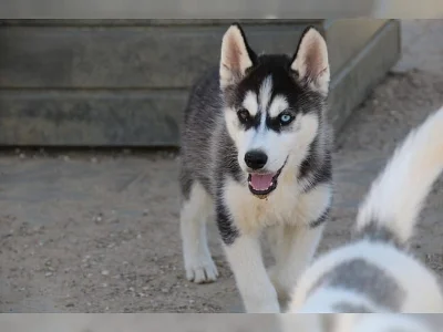 Sibiřský husky s PP