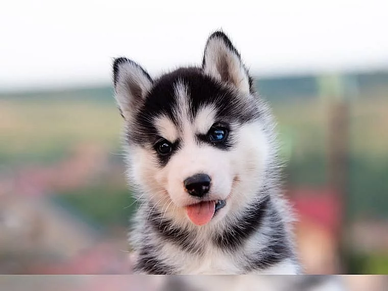 Sibiřský husky s PP