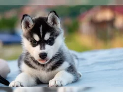 Sibiřský husky s PP