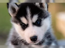 Sibiřský husky s PP
