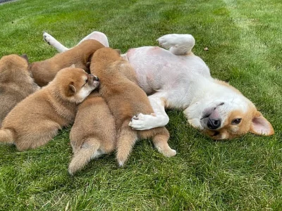 Shiba-Inu  na prodej  s PP