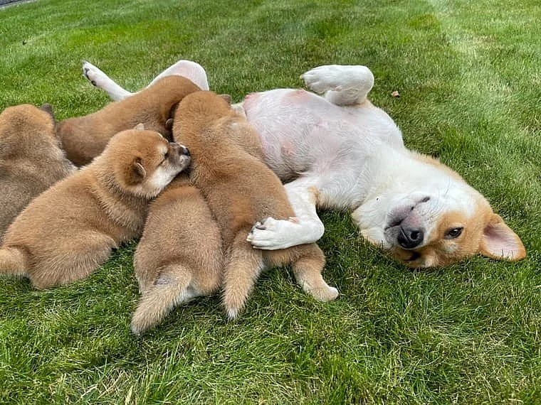 Shiba-Inu  na prodej  s PP