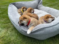 Shiba-Inu  na prodej  s PP