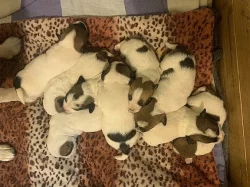 Jack Russell teriér s PP