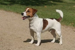 Jack Russell teriér s PP