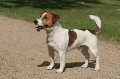 Jack Russell teriér s PP