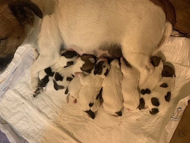 Jack Russell teriér s PP