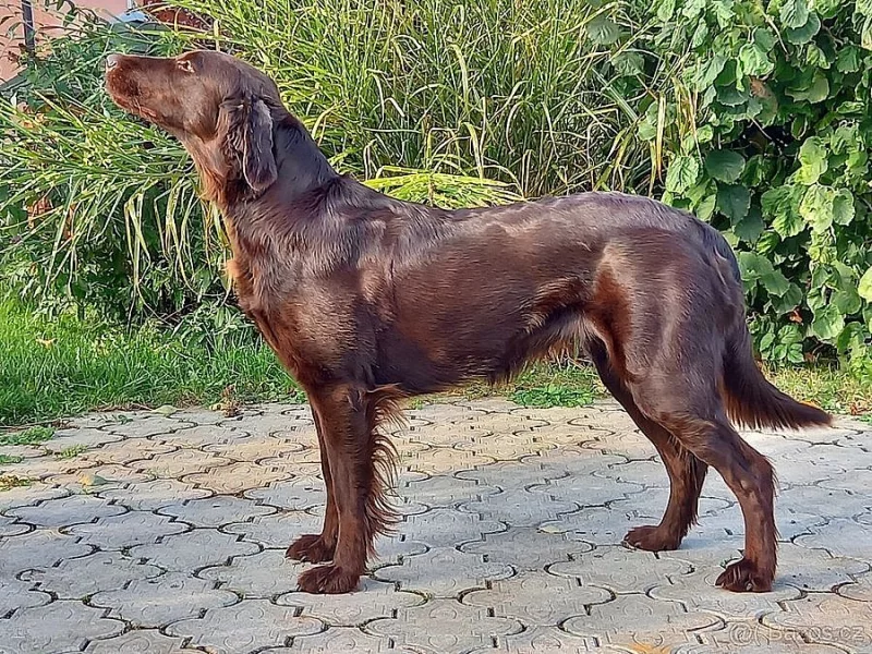 Štěňata flat coated retriever PP
