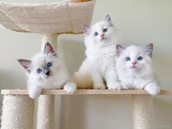 Ragdoll Prodám