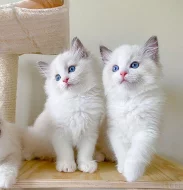 Ragdoll Prodám