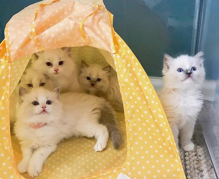 Ragdoll Prodám