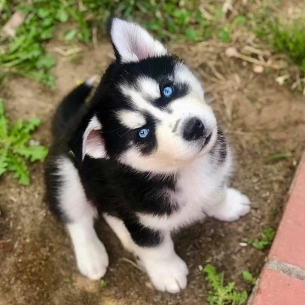 Krásné Sibiřský husky štěňátka s PP