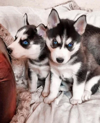 Krásné Sibiřský husky štěňátka s PP