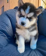 Krásné Sibiřský husky štěňátka s PP
