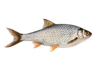 Nástražní rybičky