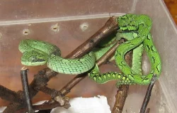 Chřestýšovce: Trimeresurus trigonocephalus
