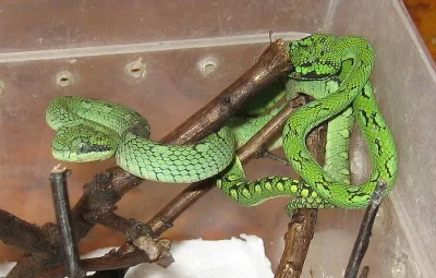 Chřestýšovce: Trimeresurus trigonocephalus